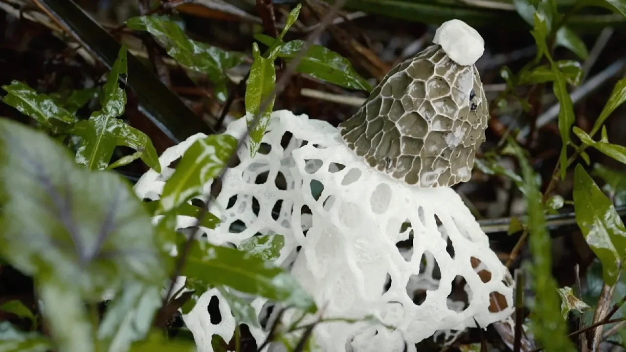 立夏，蜀南竹海全竹宴